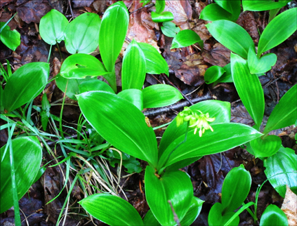 Adirondack Wildflowers:  Clintonia (Clintonia borealis) in bloom at the Paul Smiths VIC (23 May 2012)